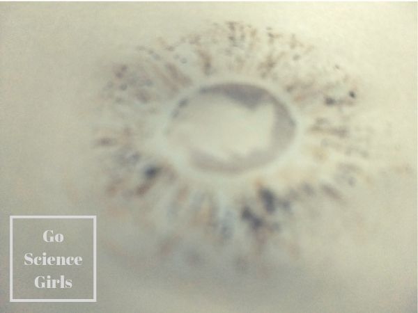 Biology for kids making mushroom spore prints