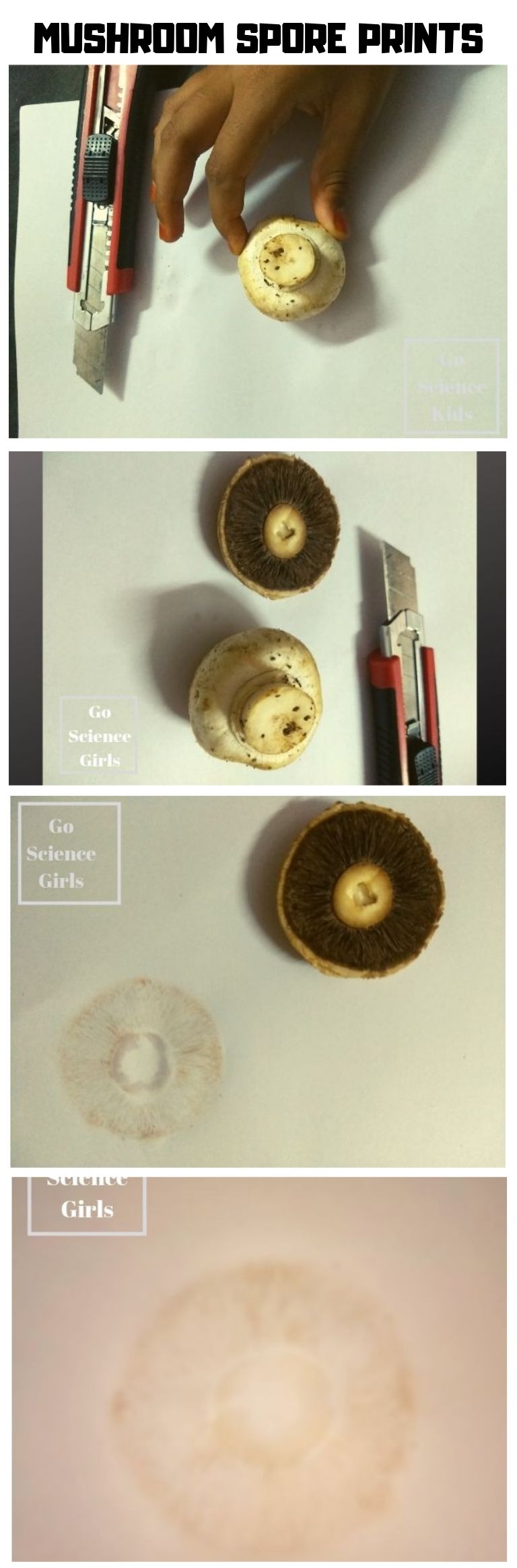 Create a field mushroom spore print fun biology nature science for kids