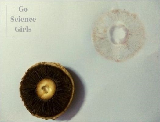 Making a spore print from a field mushroom fun nature science for kids