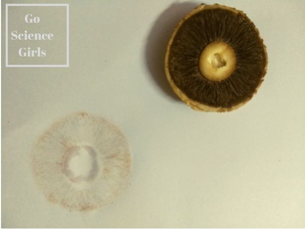 Making field mushroom spore prints