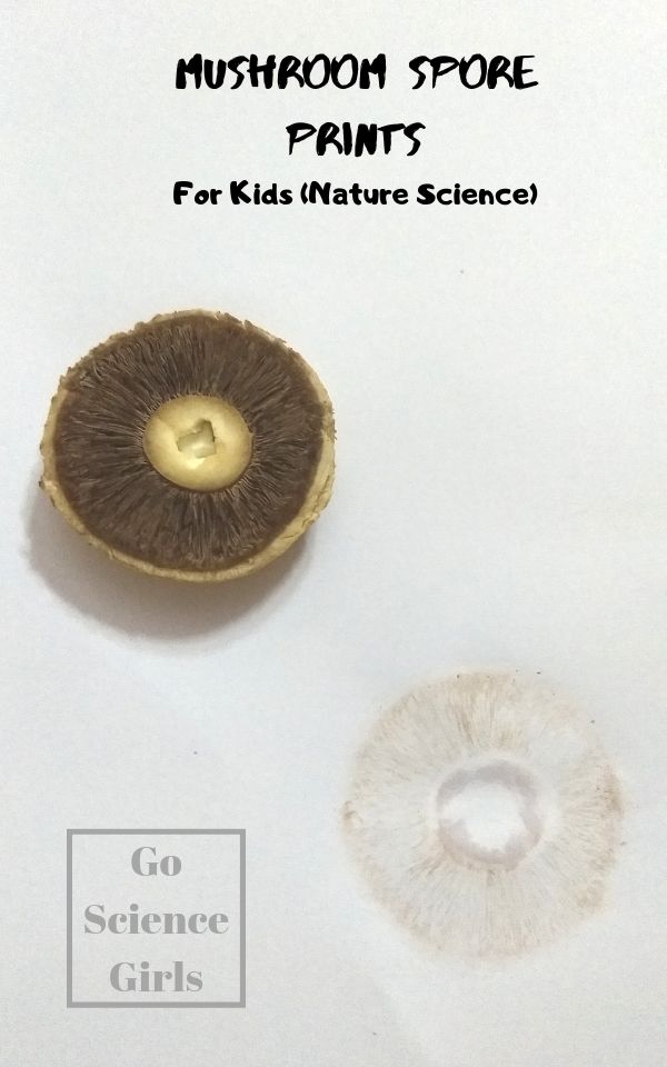 Making mushroom spore prints fun nature science idea for kids