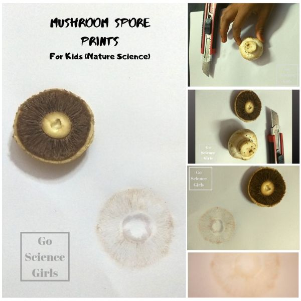 Nature science make a mushroom spore print