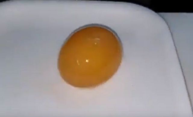 Can A Raw Egg Grow? | Science Experiment | Science fair 