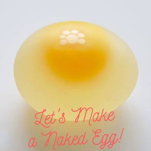 Naked Egg Dissolving Egg Shell Experiment Go Science Girls