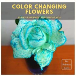 Why Do Flowers Change Color in Food Coloring – Experiment for Kids