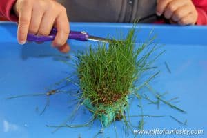 Grow your own real green grass Christmas tree