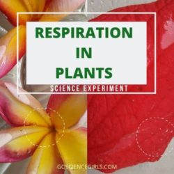 Respiration in Plants – Live Proof