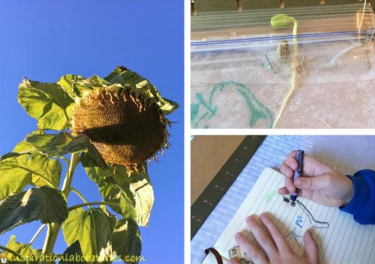 Observing Seed Germination in a Plastic Bag