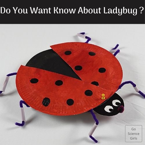 Do You Want Know About Ladybug