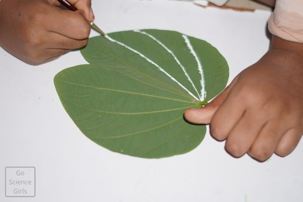 Drawing Veins Patterns In  Leaves