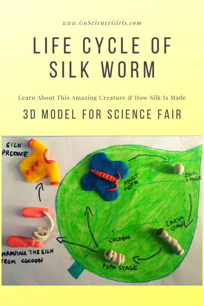 Life Cycle Of Silk Worm 3D Model For Science Fair