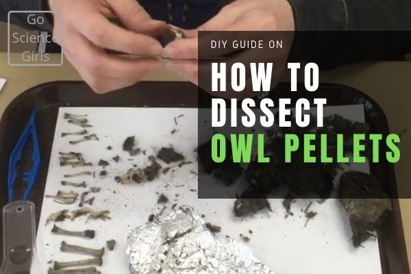How to Dissect Owl Pellets - DIY Guide