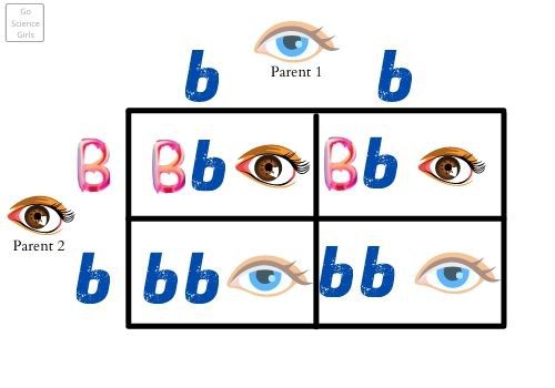 DNA Basics Genotypes And Phenotypes - Impact on eye color