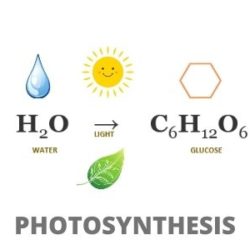 Photosynthesis: Step by Step Guide (Experiments Included)
