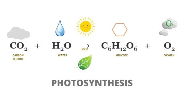 Photosynthesis - Chemical Reaction Formula
