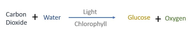 Photosynthesis Chemical Reaction in Words